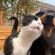 Snoop joined the competition — help win amazing prizes! cat, dog, pet, animal, black_and_white_cat, black_and_tan_dog, close_up, outdoor, deck, wooden_deck, backyard, house, trees, fur, whiskers, pink_nose, brown_eyes, floppy_ears, curious, portrait