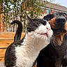 cat, dog, pet, animal, black_and_white_cat, black_and_tan_dog, close_up, outdoor, deck, wooden_deck, backyard, house, trees, fur, whiskers, pink_nose, brown_eyes, floppy_ears, curious, portrait