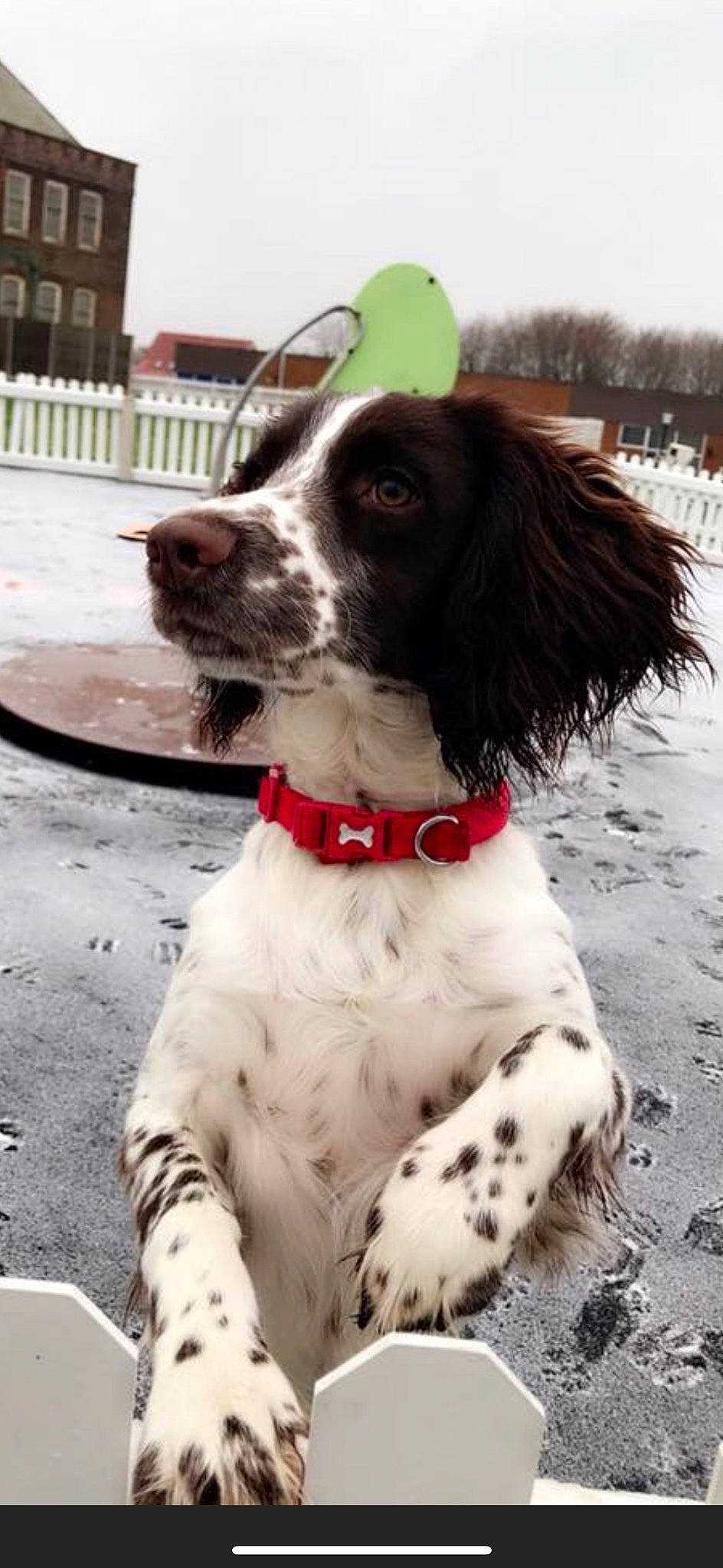 Jake joined the competition — help win amazing prizes! canidae, carnivore, collar, companion_dog, dog, dog_breed, dog_collar, dog_supply, fur, gun_dog, hunting_dog, liver, pointing_breed, snout, spaniel, sporting_group, working_animal