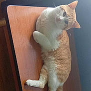 Rocky participe au concours pour gagner de l'argent avec cette photo : animal, cat, companion, curious, cute, domestic_animal, feline, fur, head_tilt, indoor, looking, orange_cat, paws, pet, relaxed, table, tail, whiskers, white_cat, wooden_table