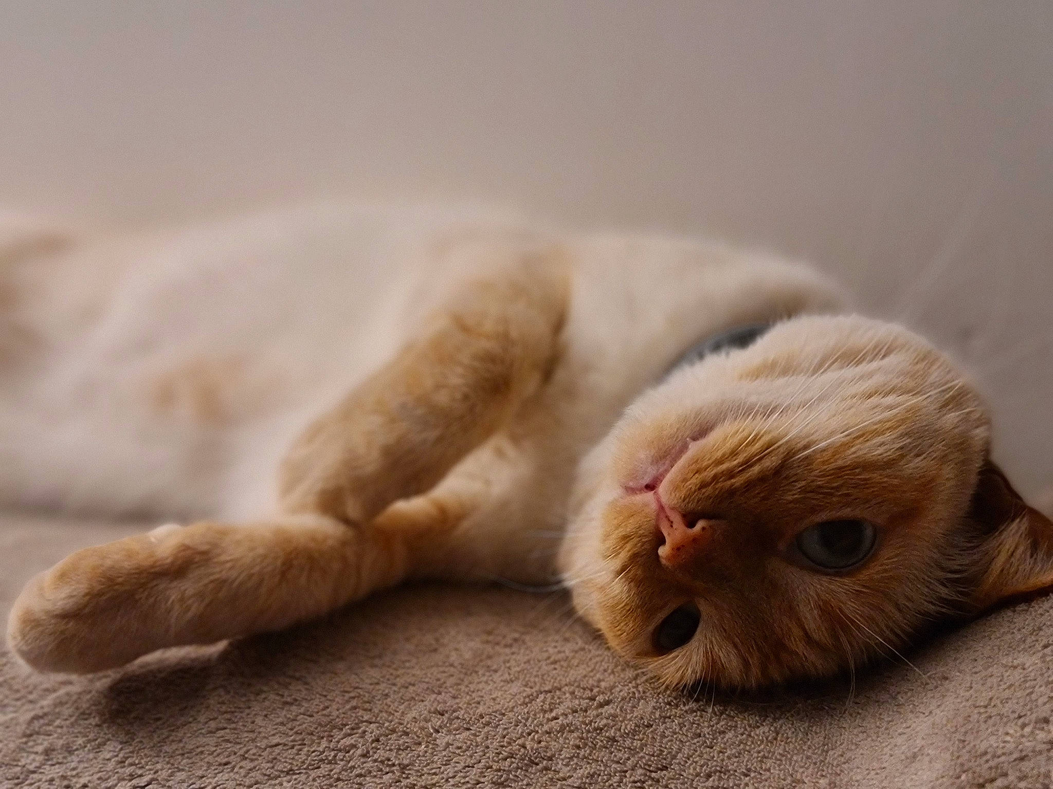 Naya participe au concours pour gagner de l'argent avec cette photo : canidae, carnivore, cat, claw, comfort, dog_breed, domestic_short_haired_cat, ear, fawn, felidae, fur, nap, paw, sleep, small_to_medium_sized_cats, sporting_group, tail, terrestrial_animal, whiskers, wildlife