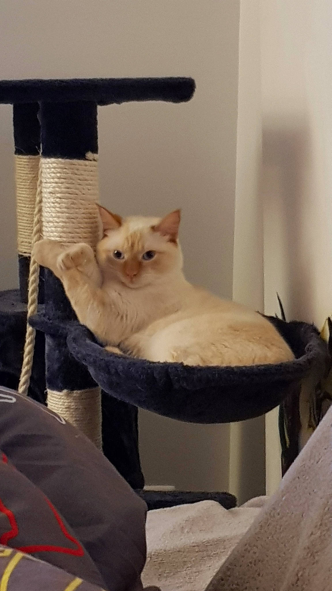 Naya a rejoint le concours — aidez-le/la à gagner de superbes lots ! asian, carnivore, cat, cat_bed, cat_furniture, colorpoint_shorthair, comfort, domestic_short_haired_cat, european_shorthair, fawn, felidae, furniture, ragdoll, small_to_medium_sized_cats, tail, turkish_van, whiskers