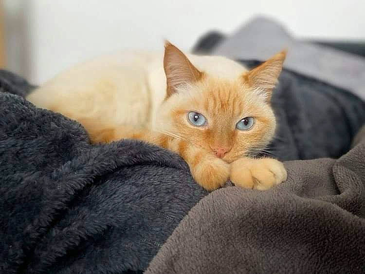 Naya participe au concours pour gagner de l'argent avec cette photo : bed, carnivore, cat, claw, comfort, couch, domestic_short_haired_cat, ear, fawn, felidae, fur, nap, paw, sitting, small_to_medium_sized_cats, snout, tail, whiskers