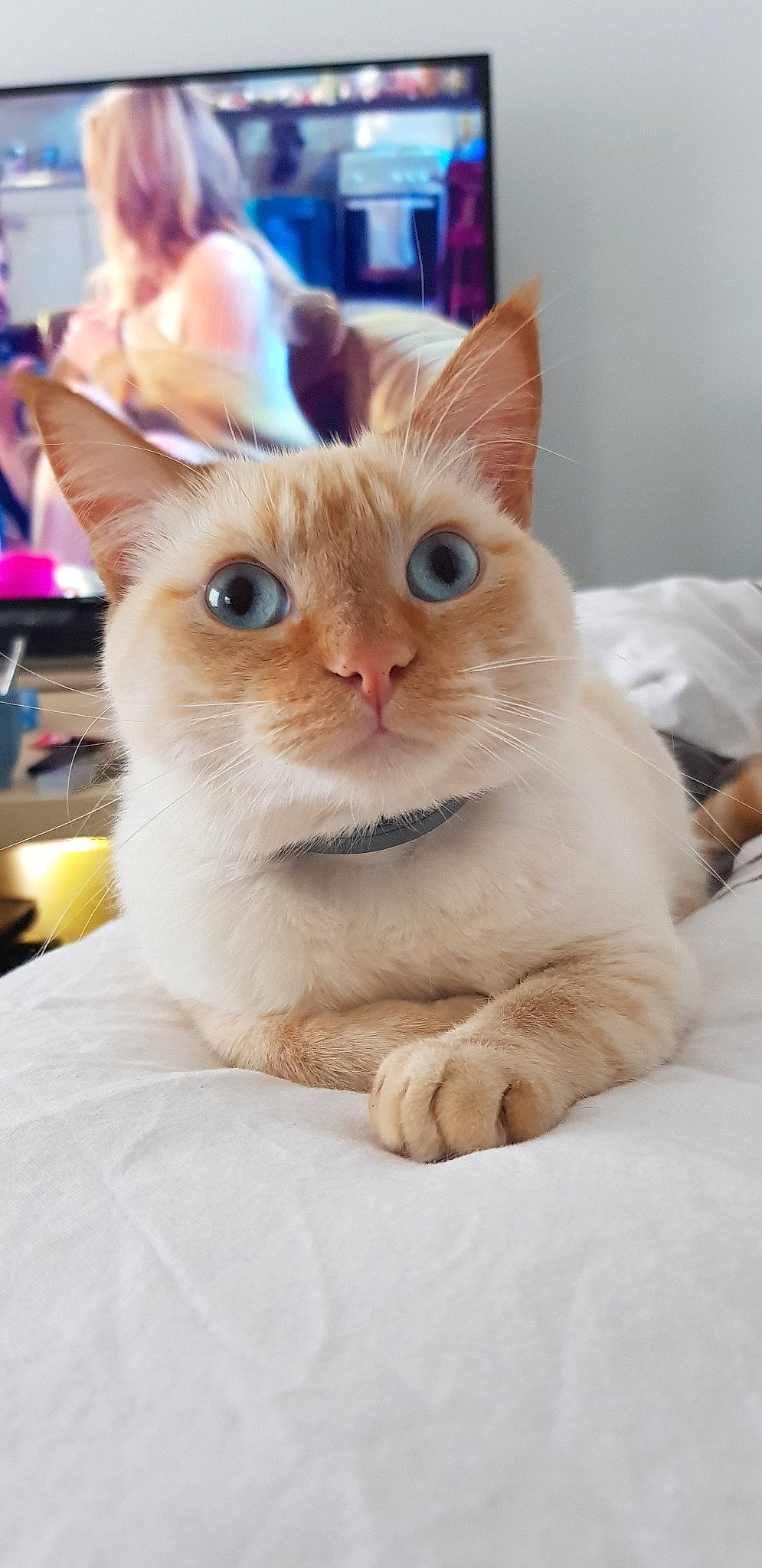 Naya participe au concours pour gagner de l'argent avec cette photo : asian, burmese, carnivore, cat, colorpoint_shorthair, ear, eye, fawn, felidae, kitten, mammal, nose, siamese, skin, small_to_medium_sized_cats, snout, thai, tonkinese, vertebrate, whiskers