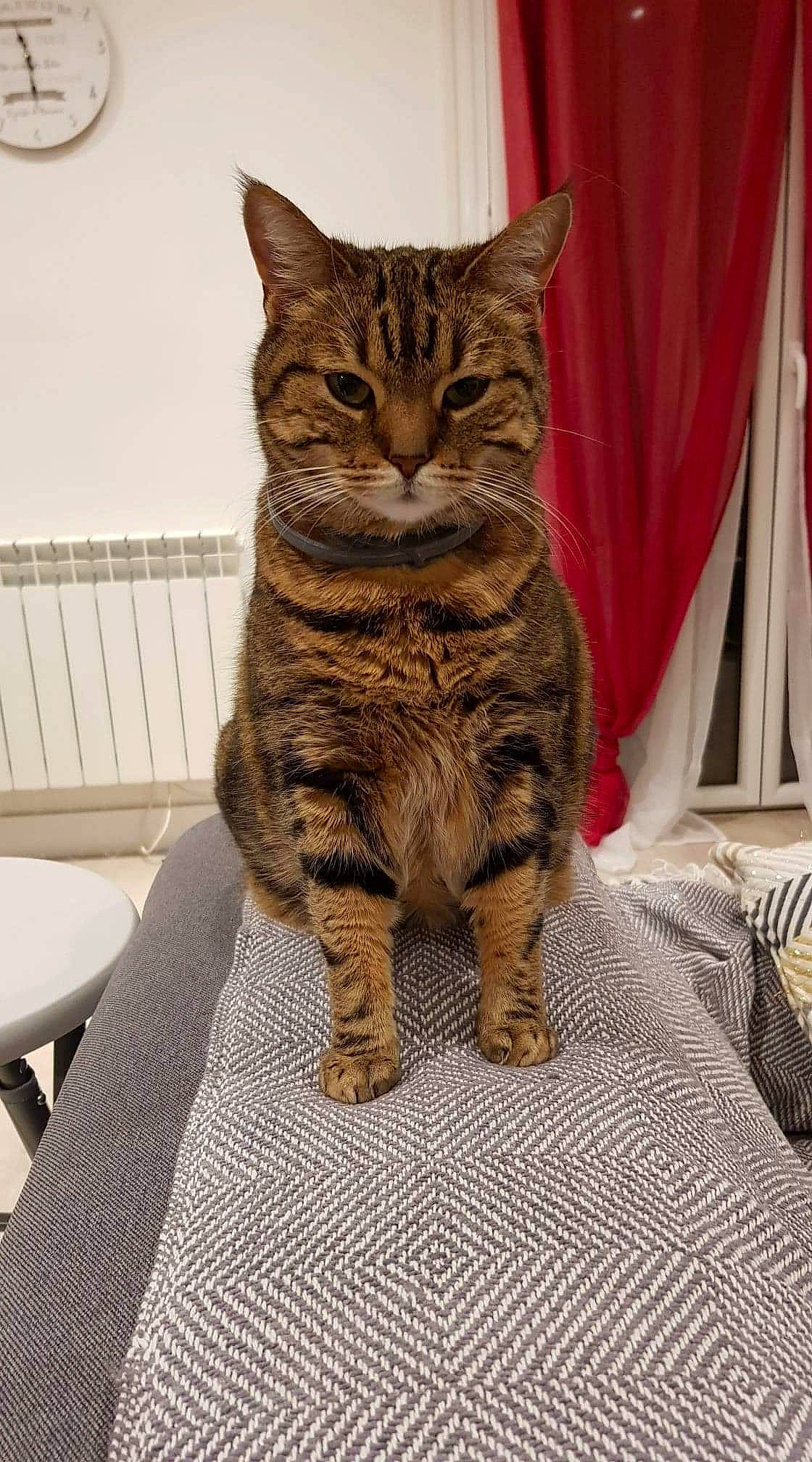 Doremi a rejoint le concours — aidez-le/la à gagner de superbes lots ! carnivore, cat, chair, claw, curtain, domestic_short_haired_cat, felidae, fur, outdoor_furniture, paw, sitting, small_to_medium_sized_cats, snout, table, tablecloth, tableware, tail, terrestrial_animal, tree, whiskers