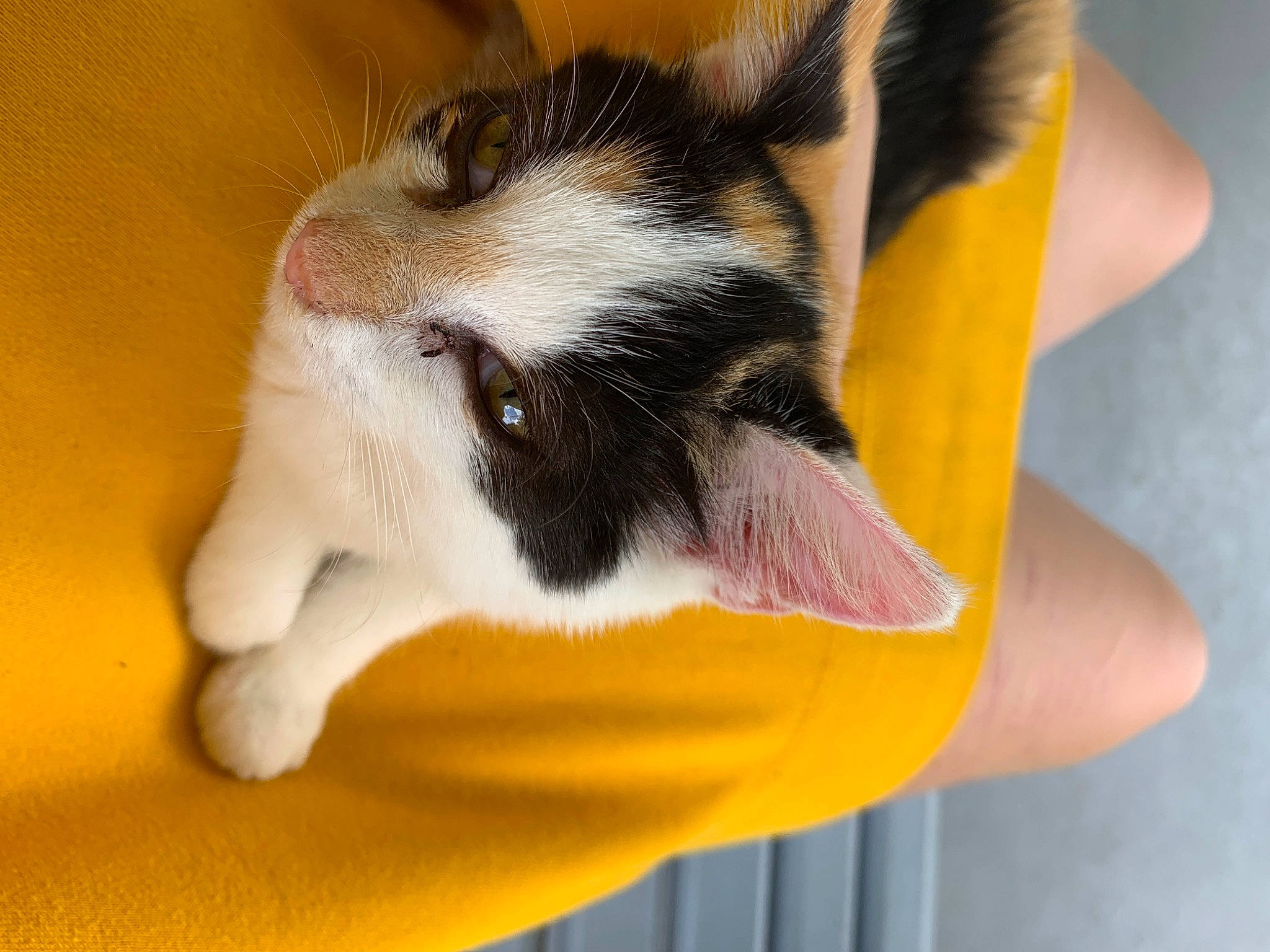 Star joined the competition — help win amazing prizes! carnivore, cat, domestic_short_haired_cat, felidae, kitten, paw, polydactyl_cat, small_to_medium_sized_cats, snout, tail, whiskers