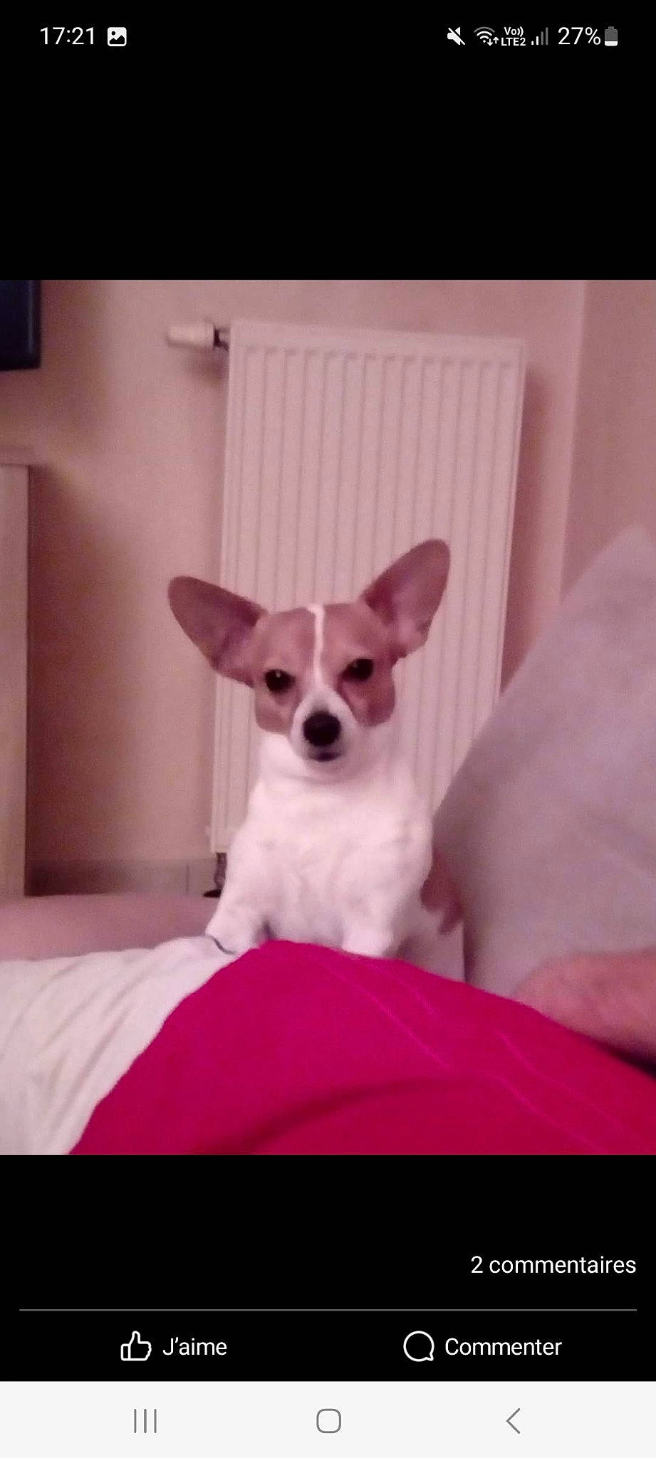 Flash participe au concours pour gagner de l'argent avec cette photo : canidae, carnivore, chihuahua, comfort, companion_dog, dog, dog_breed, dog_supply, ear, fawn, fur, magenta, non_sporting_group, paw, pink, sitting, snout, toy_dog, whiskers, working_animal