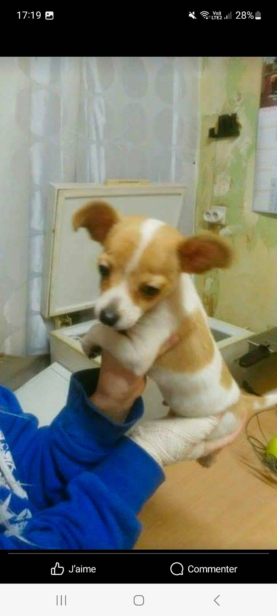 Flash participe au concours pour gagner de l'argent avec cette photo : canidae, carnivore, chair, chihuahua, companion_dog, corgi_chihuahua, dog, dog_breed, dog_supply, fawn, fur, kitchen_utensil, non_sporting_group, picture_frame, snout, sporting_group, tableware, tail, toy_dog, working_animal