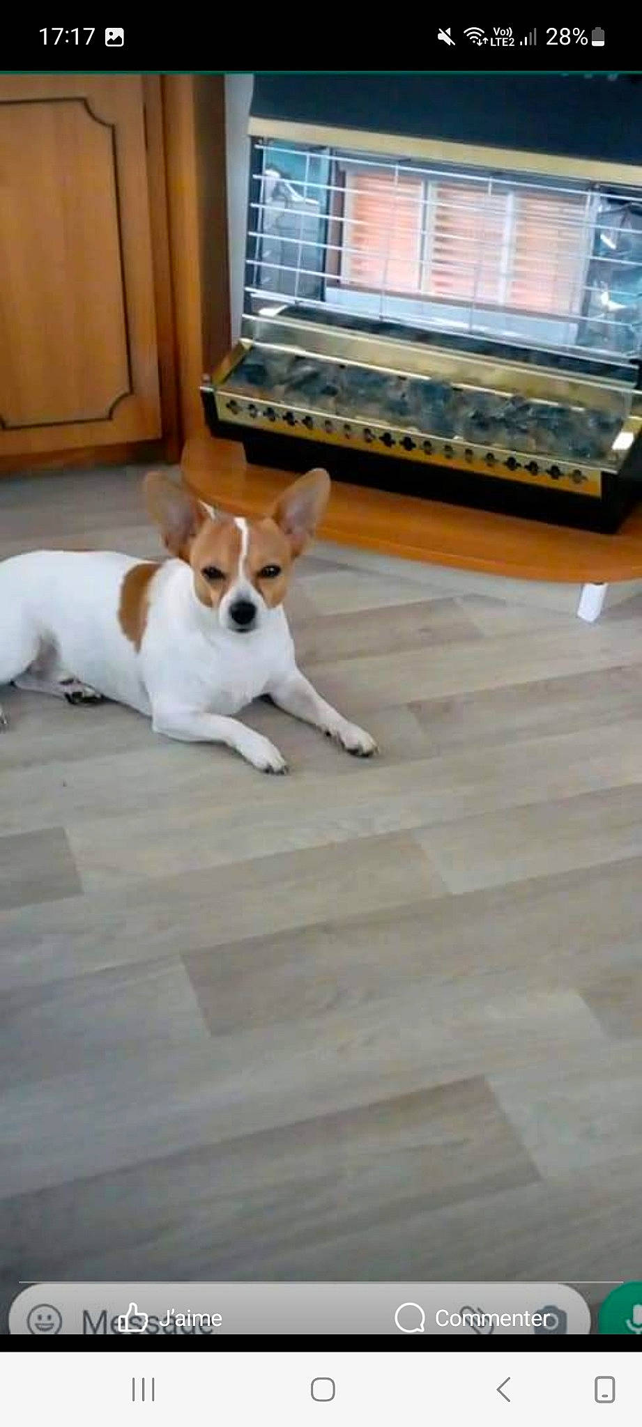 Flash participe au concours pour gagner de l'argent avec cette photo : canidae, carnivore, companion_dog, dog, dog_breed, door, fawn, floor, flooring, hardwood, home_appliance, office_equipment, paw, snout, sporting_group, tail, toy_dog, wood, wood_flooring, working_animal