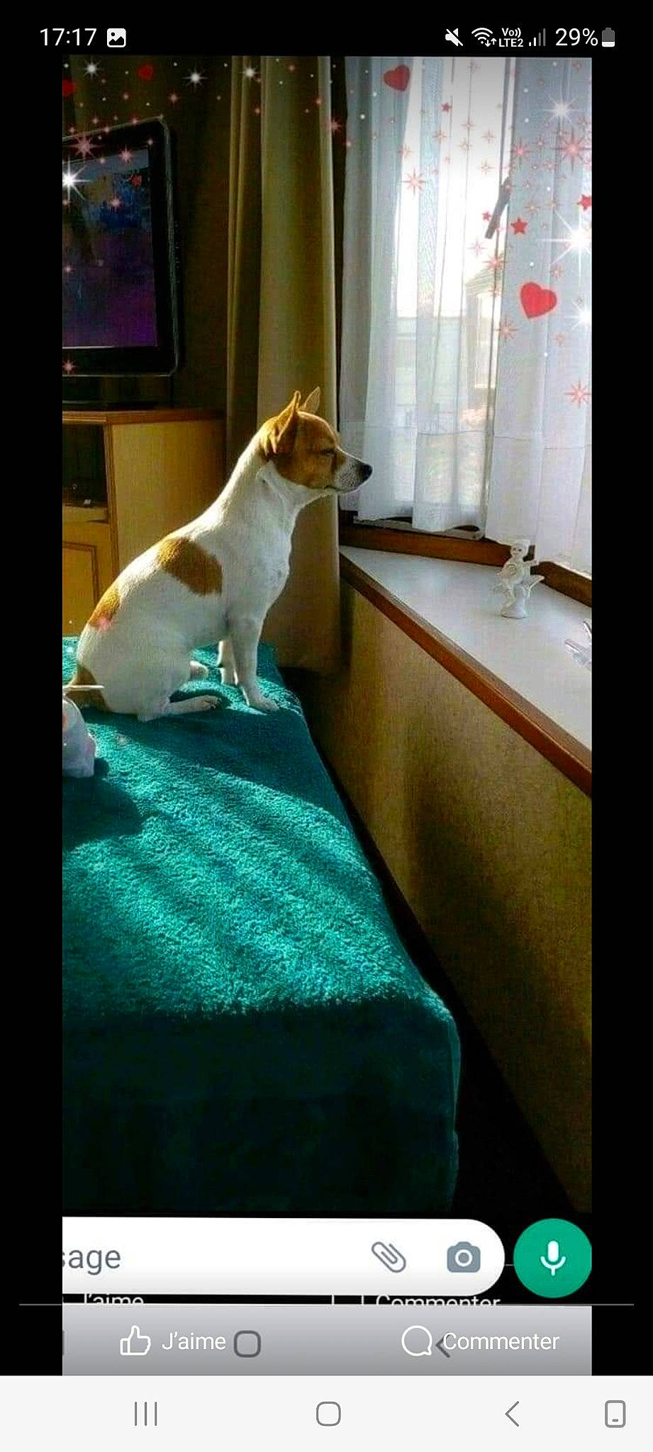 Flash a rejoint le concours — aidez-le/la à gagner de superbes lots ! canidae, carnivore, comfort, companion_dog, curtain, dog, dog_breed, felidae, flooring, home_appliance, interior_design, linens, paw, room, sitting, small_to_medium_sized_cats, sporting_group, tail, television, whiskers