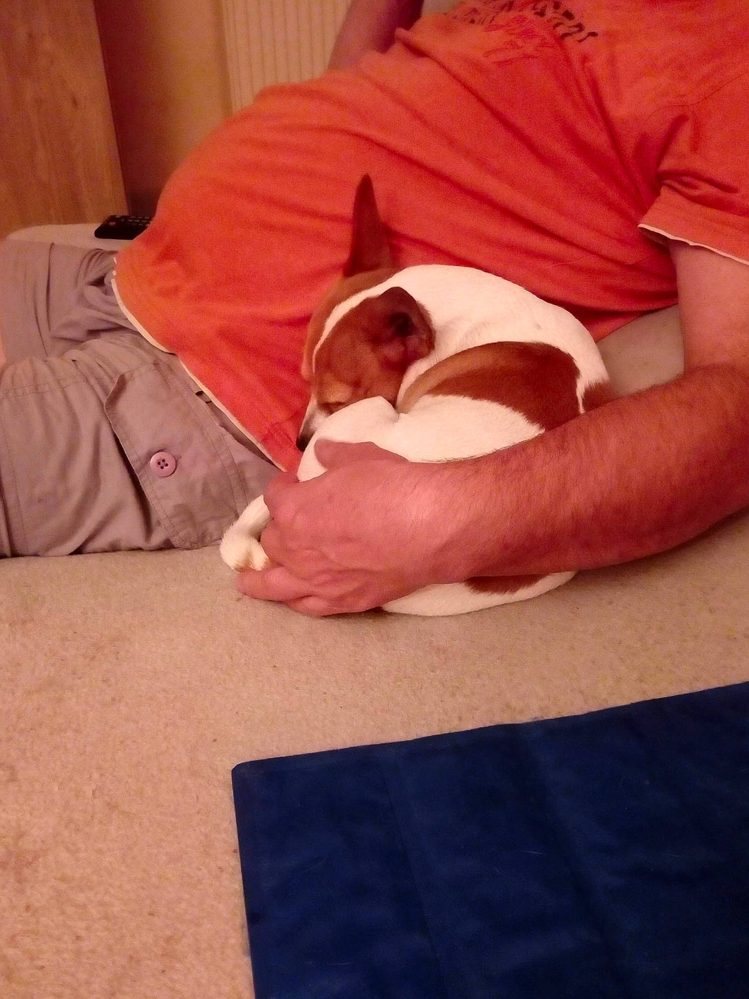 Flash a rejoint le concours — aidez-le/la à gagner de superbes lots ! carnivore, comfort, companion_dog, dog, dog_bed, flesh, linens, nap, non_sporting_group, sleep