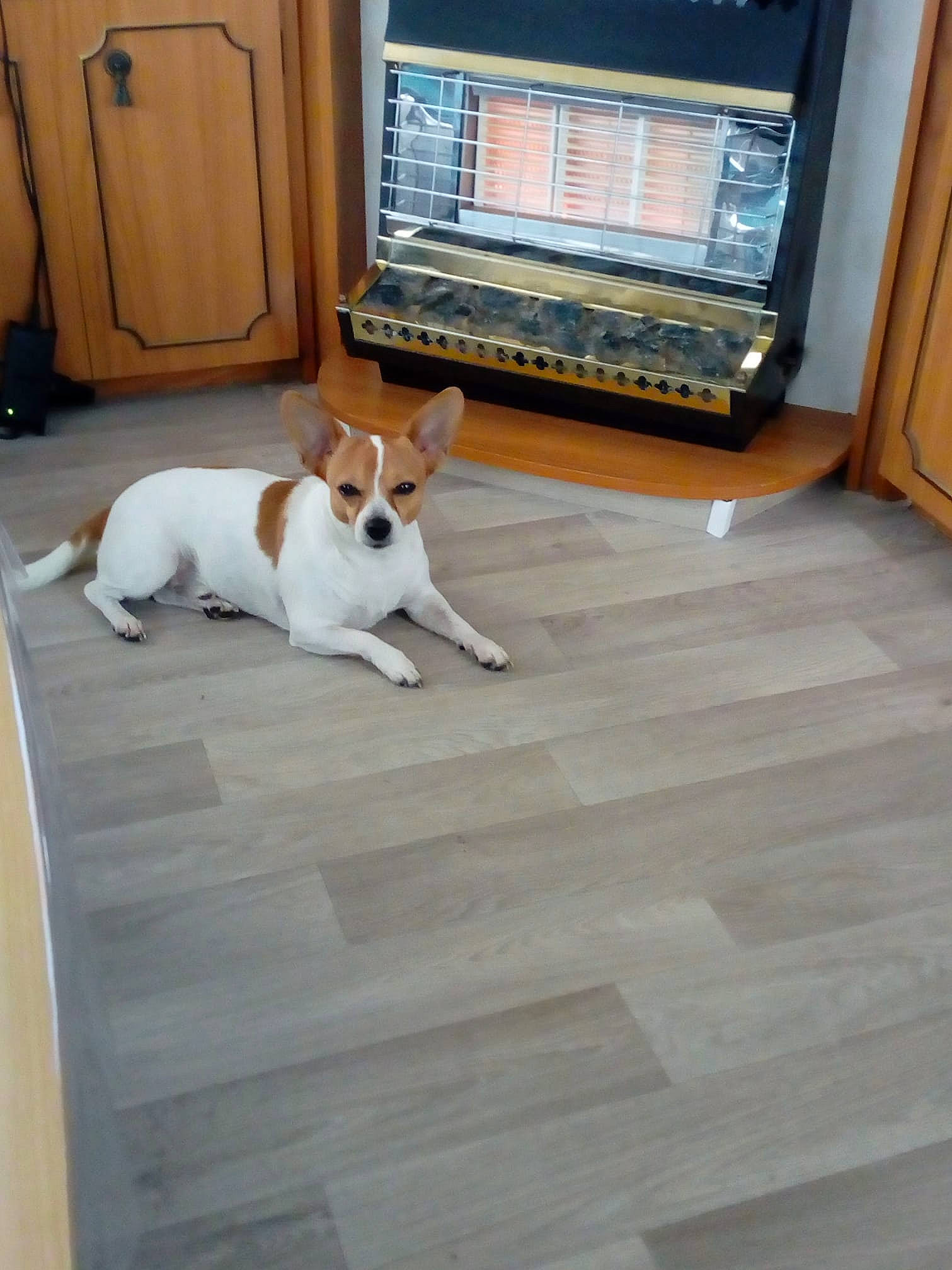 Flash a rejoint le concours — aidez-le/la à gagner de superbes lots ! analog_television, canidae, carnivore, collar, companion_dog, display_device, dog, dog_breed, flat_panel_display, floor, flooring, hardwood, laminate_flooring, snout, tail, television_set, wood, wood_flooring, wood_stain, working_animal