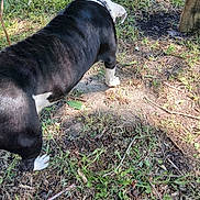 White Boy joined the competition — help win amazing prizes! animal, backyard, black_and_white, dirt, dog, fur, garden, grass, nature, outdoors, paws, pet, sniffing, standing, sticks, sunlight, tree_trunk, vertical_photo, weeds, wood