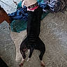 White Boy is registered to the contest to win money with this photo: animal, black_and_white, blanket, canine, chair_leg, collar, dog, fabric, funny_pose, home, indoor, long_body, lying_down, marble_floor, paws, pet, pink_collar, relaxed, sleeping, top_view