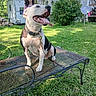 White Boy is registered to the contest to win money with this photo: backyard, collar, curly_hair, daytime, dog, grass, house, leash, metal, outdoor, person, satellite_dish, shrub, smile, sunlight, table, tongue, trailer, tree, window