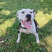 White Boy is registered to the contest to win money with this photo: animal, canine, collar, cute, daylight, dog, friendly, grass, greenery, happy, leash, nature, outdoor, park, pet, playful, sitting, smiling, sunlight, tongue_out
