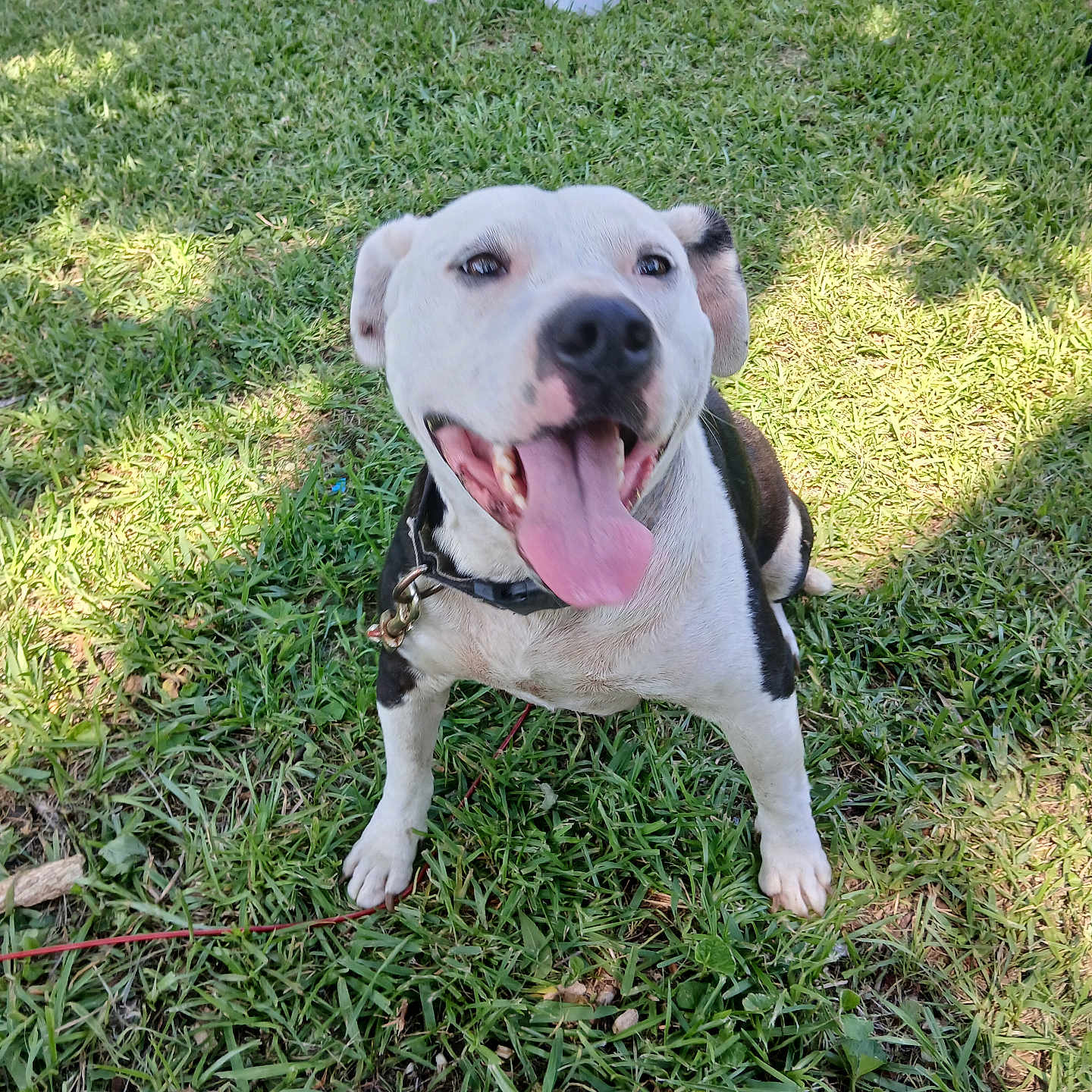 White Boy is registered to the contest to win money with this photo: animal, canine, collar, cute, daylight, dog, friendly, grass, greenery, happy, leash, nature, outdoor, park, pet, playful, sitting, smiling, sunlight, tongue_out