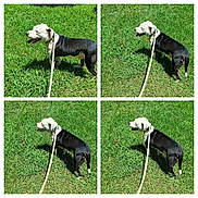 White Boy joined the competition — help win amazing prizes! animal, black_and_white, canine, collage, dog, domestic_animal, grass, greenery, happy, leash, nature, outdoor, panting, park, pet, playful, quadrant, summer, sunlight, walking