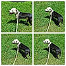 animal, black_and_white, canine, collage, dog, domestic_animal, grass, greenery, happy, leash, nature, outdoor, panting, park, pet, playful, quadrant, summer, sunlight, walking
