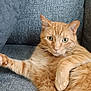 cat, orange_tabby, feline, pet, indoor, couch, furniture, relaxed, paw, whiskers, green_eyes, striped, fur, domestic_animal, cute, closeup, resting, animal, home, cozy