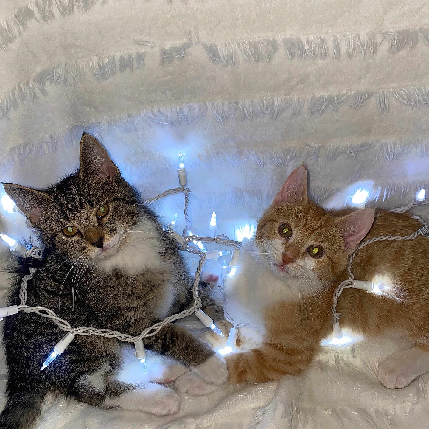 Oreo And Timmy