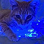 Ozzy is registered to the contest to win money with this photo: cat, kitten, orange_tabby, blue_lights, fairy_lights, close_up, whiskers, paw, cute, indoor, feline, pet, curious, animal, soft_texture, glowing, night, portrait, young_cat, cozy