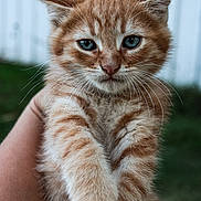 Ozzy joined the competition — help win amazing prizes! animal, blue_eyes, cat, close_up, cute, domestic_cat, feline, fluffy, fur, grass, hand, kitten, nature, orange_tabby, outdoor, paw, pet, portrait, whiskers, young