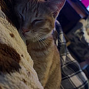 Ozzy is registered to the contest to win money with this photo: cat, orange_tabby, sleeping, cozy, blanket, plaid_blanket, indoor, pet, resting, fur, whiskers, closeup, soft_texture, domestic, animal, relaxing, warm_lighting, furniture, home, comfort