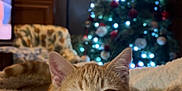 Ozzy joined the competition — help win amazing prizes! blanket, cat, christmas_tree, comfort, cozy, decorations, festive, fur, furniture, holiday, home, indoor, lamp, lights, orange_tabby, pet, relaxed, soft_texture, warm_lighting, whiskers