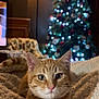 Ozzy joined the competition — help win amazing prizes! cat, orange_tabby, blanket, christmas_tree, indoor, decorations, lights, cozy, furniture, lamp, holiday, festive, pet, fur, whiskers, relaxed, home, soft_texture, warm_lighting, comfort