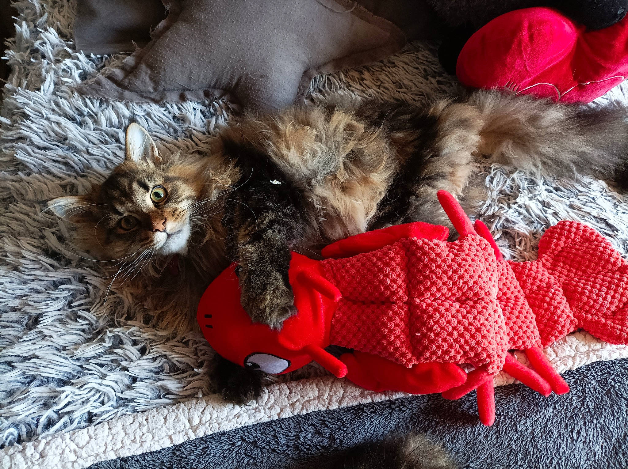 Tabasco participe au concours pour gagner de l'argent avec cette photo : canidae, carmine, carnivore, cat, claw, comfort, companion_dog, dog_breed, event, fashion_accessory, fawn, felidae, fur, paw, small_to_medium_sized_cats, snout, sporting_group, tail, toy, whiskers