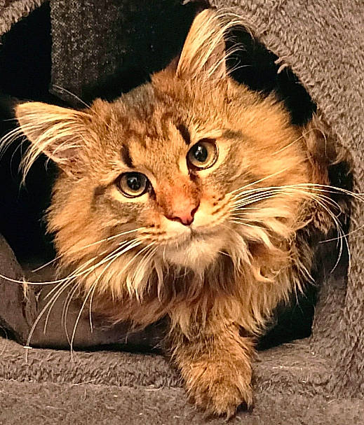 Tabasco participe au concours pour gagner de l'argent avec cette photo : carnivore, cat, claw, domestic_short_haired_cat, fawn, felidae, fur, laperm, maine_coon, paw, photo_caption, small_to_medium_sized_cats, snout, tail, terrestrial_animal, whiskers, wildlife, wood