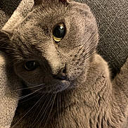 Shadow is registered to the contest to win money with this photo: cat, gray_cat, close_up, yellow_eyes, whiskers, feline, pet, animal, fur, cute, relaxed, indoor, texture, soft, cozy, portrait, mammal, sleepy, resting, domestic_cat