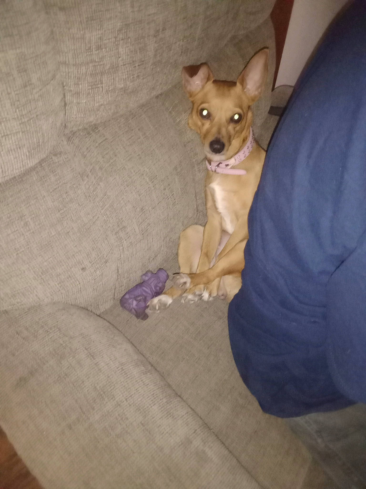 Junebug is registered to the contest to win money with this photo: carnivore, chihuahua, comfort, companion_dog, couch, dog, dog_breed, dog_supply, ear, fawn, flooring, fur, hardwood, sitting, sporting_group, tail, toy_dog, whiskers, wood, working_animal