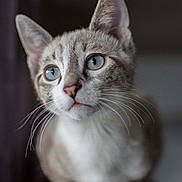 Sully a rejoint le concours — aidez-le/la à gagner de superbes lots ! cat, blue_eyes, whiskers, close_up, portrait, feline, pet, animal, curious, soft_fur, ears, domestic_cat, indoor, focused, sitting, cute, mammal, face, young_cat, furry