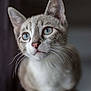 cat, blue_eyes, whiskers, close_up, portrait, feline, pet, animal, curious, soft_fur, ears, domestic_cat, indoor, focused, sitting, cute, mammal, face, young_cat, furry