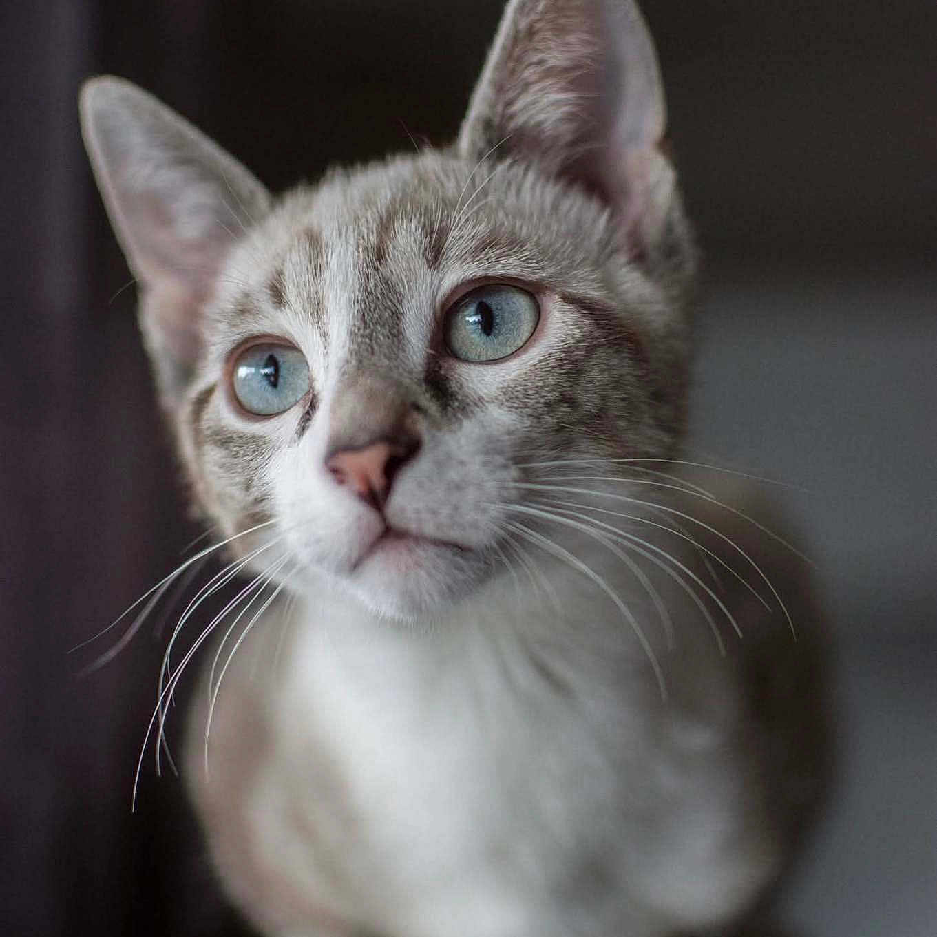 Sully a rejoint le concours — aidez-le/la à gagner de superbes lots ! animal, blue_eyes, cat, close_up, curious, cute, domestic_cat, ears, face, feline, focused, furry, indoor, mammal, pet, portrait, sitting, soft_fur, whiskers, young_cat