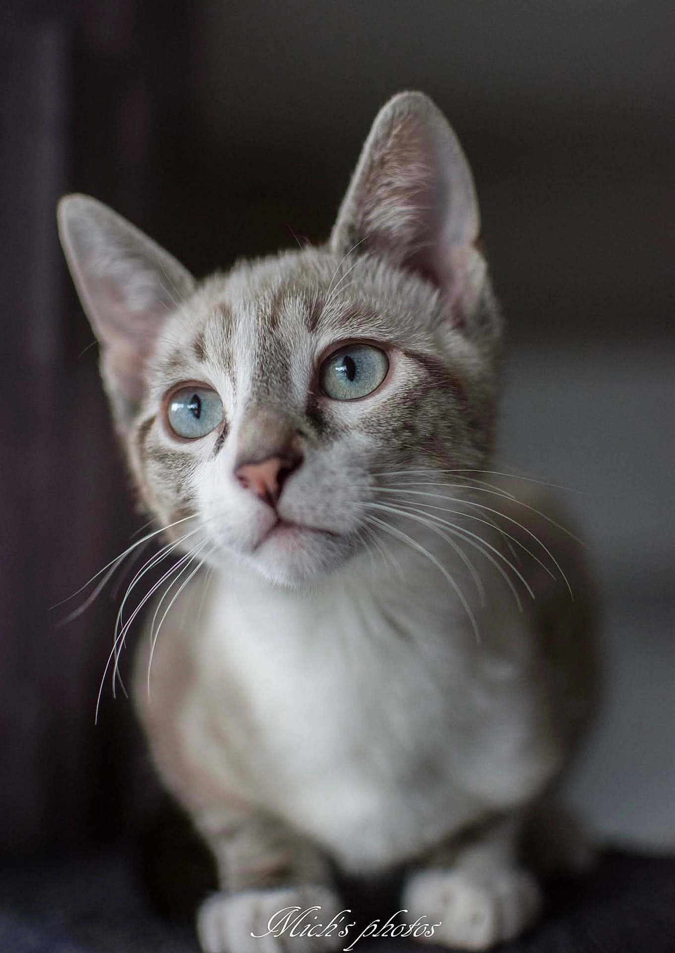 Sully a rejoint le concours — aidez-le/la à gagner de superbes lots ! cat, blue_eyes, whiskers, close_up, portrait, feline, pet, animal, curious, soft_fur, ears, domestic_cat, indoor, focused, sitting, cute, mammal, face, young_cat, furry