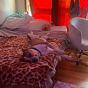 Remington is registered to the contest to win money with this photo: dog, pet, sleeping, lying_down, bed, bedroom, blanket, leopard_print, collar, brown_and_white, indoor, home, furniture, office_chair, window, red_curtains, stuffed_animal, wood_floor, cozy, relaxed