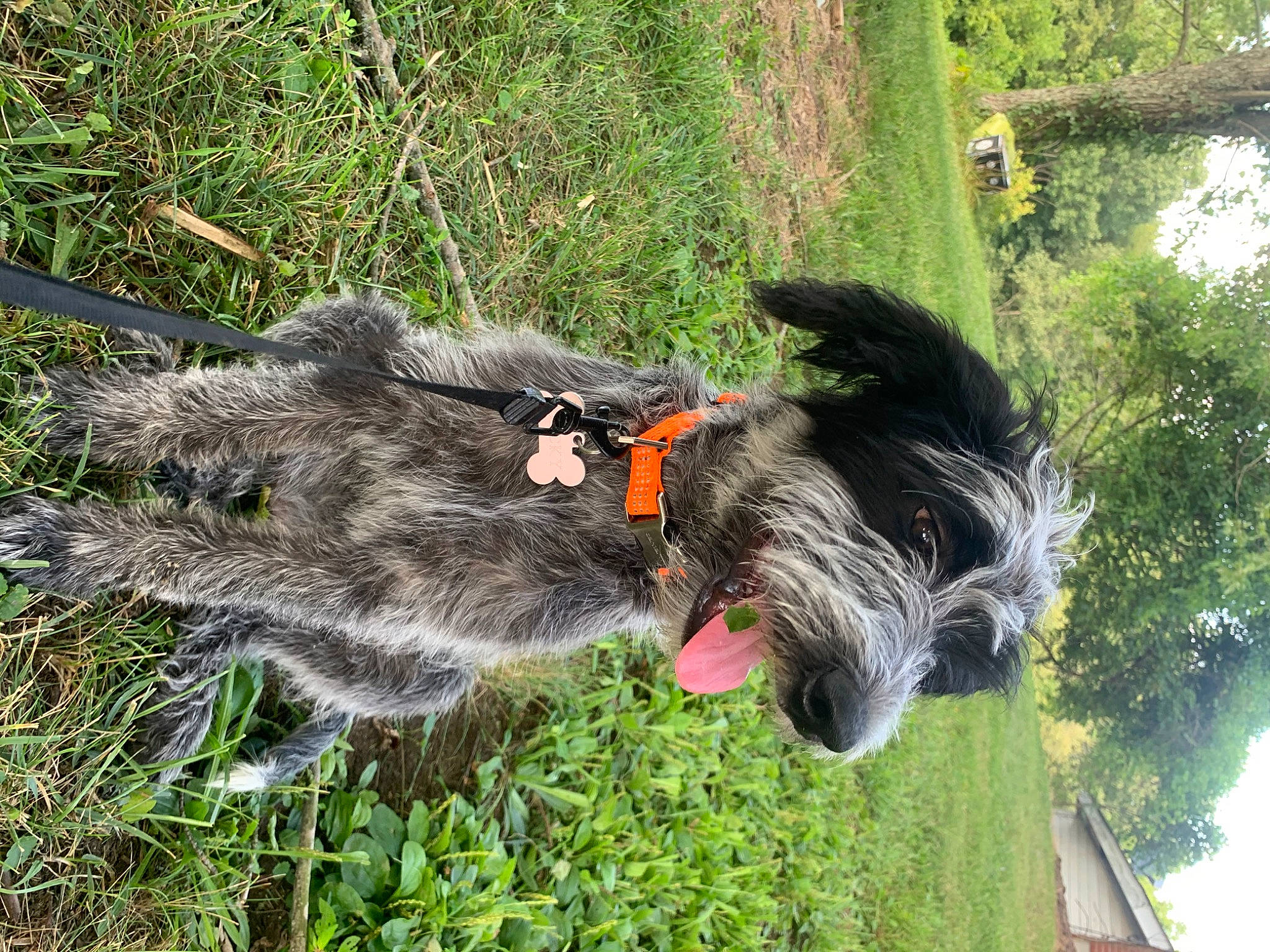 Becky joined the competition — help win amazing prizes! canidae, carnivore, collar, companion_dog, dog, dog_breed, dog_collar, dog_supply, grass, groundcover, leash, plant, schnauzer, snout, sporting_group, standard_schnauzer, tail, terrier, tree, working_animal