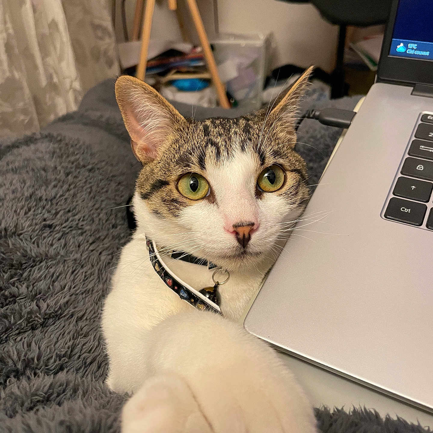 Loki