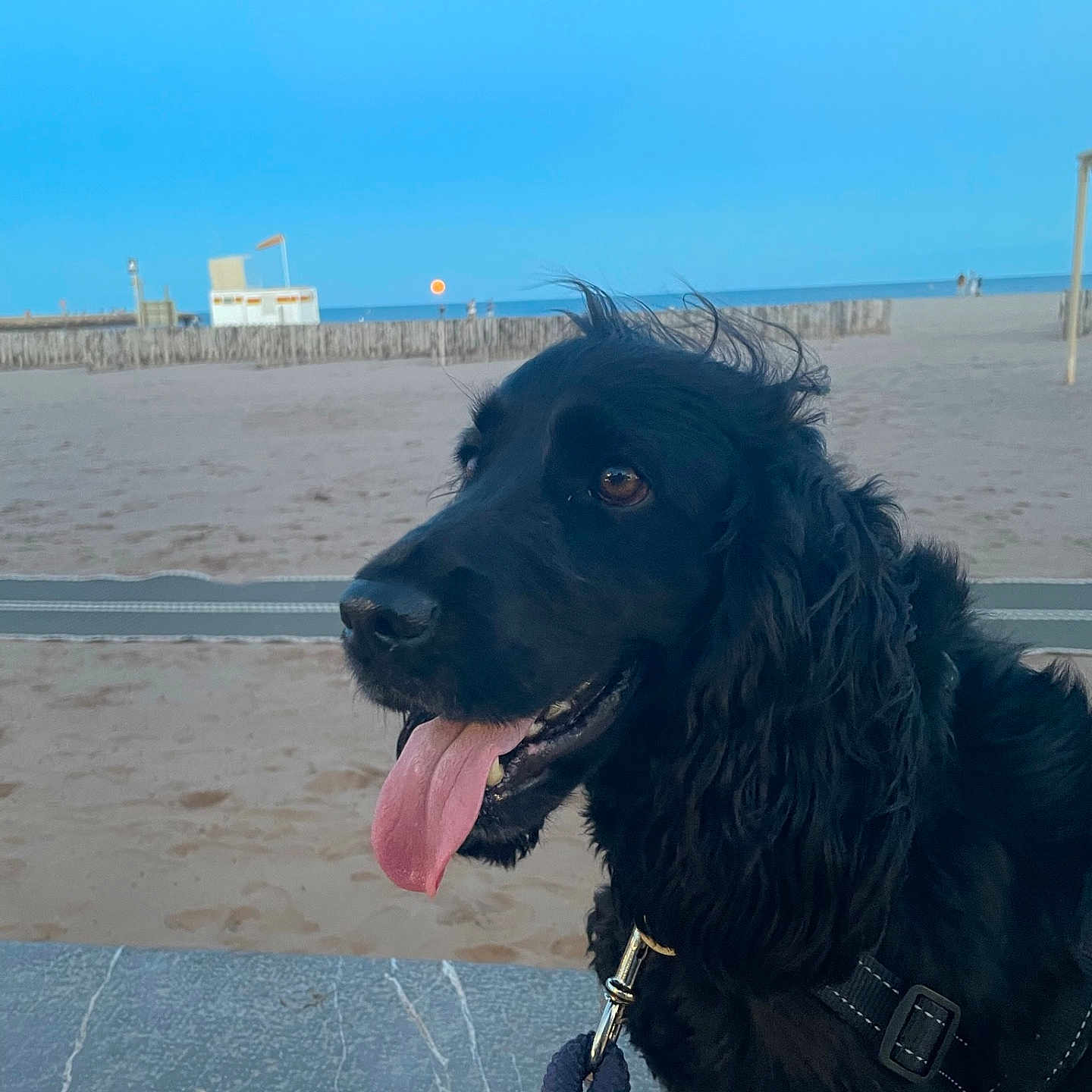Rocket participe au concours pour gagner de l'argent avec cette photo : animal, architecture, beach, building, canine, clothing, coast, cockerspaniel, dog, glove, nature, outdoors, pet, puppy, sea, shelter, shoreline, sky, water, waterfront