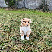 Biana a rejoint le concours — aidez-le/la à gagner de superbes lots ! puppy, dog, canine, fluffy, brown_and_white, sitting, grass, lawn, garden, outdoor, backyard, nature, animal, pet, portrait, cute, fur, ears, puppy_eyes, wall