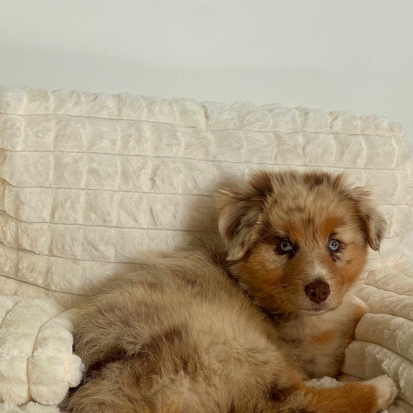 Biana a rejoint le concours — aidez-le/la à gagner de superbes lots ! puppy, dog, canine, fluffy, brown_fur, blue_eyes, lying_down, bed, blanket, quilt, indoors, portrait, close_up, adorable, pet, animal, relaxed, cozy, soft_texture, home