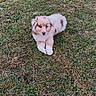 Biana participe au concours pour gagner de l'argent avec cette photo : puppy, dog, grass, outdoor, pet, fluffy, small_dog, brown_and_white, sitting, front_paws, crossed_paws, portrait, lawn, fur, face, eyes, nose, cute, animal, nature