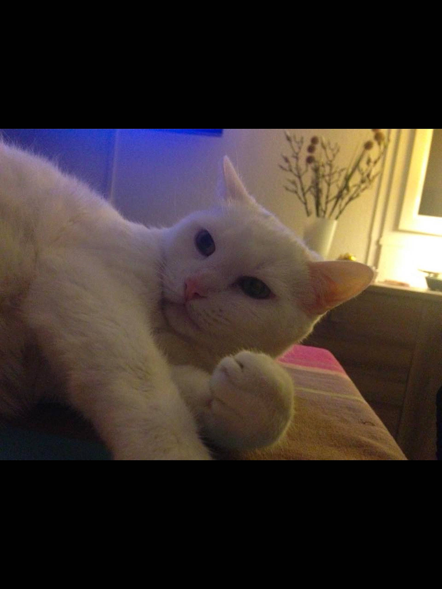 Carla a rejoint le concours — aidez-le/la à gagner de superbes lots ! carnivore, cat, claw, comfort, darkness, domestic_short_haired_cat, fawn, felidae, foot, fur, lamp, meteorological_phenomenon, night, paw, sky, small_to_medium_sized_cats, snout, square, tail, whiskers