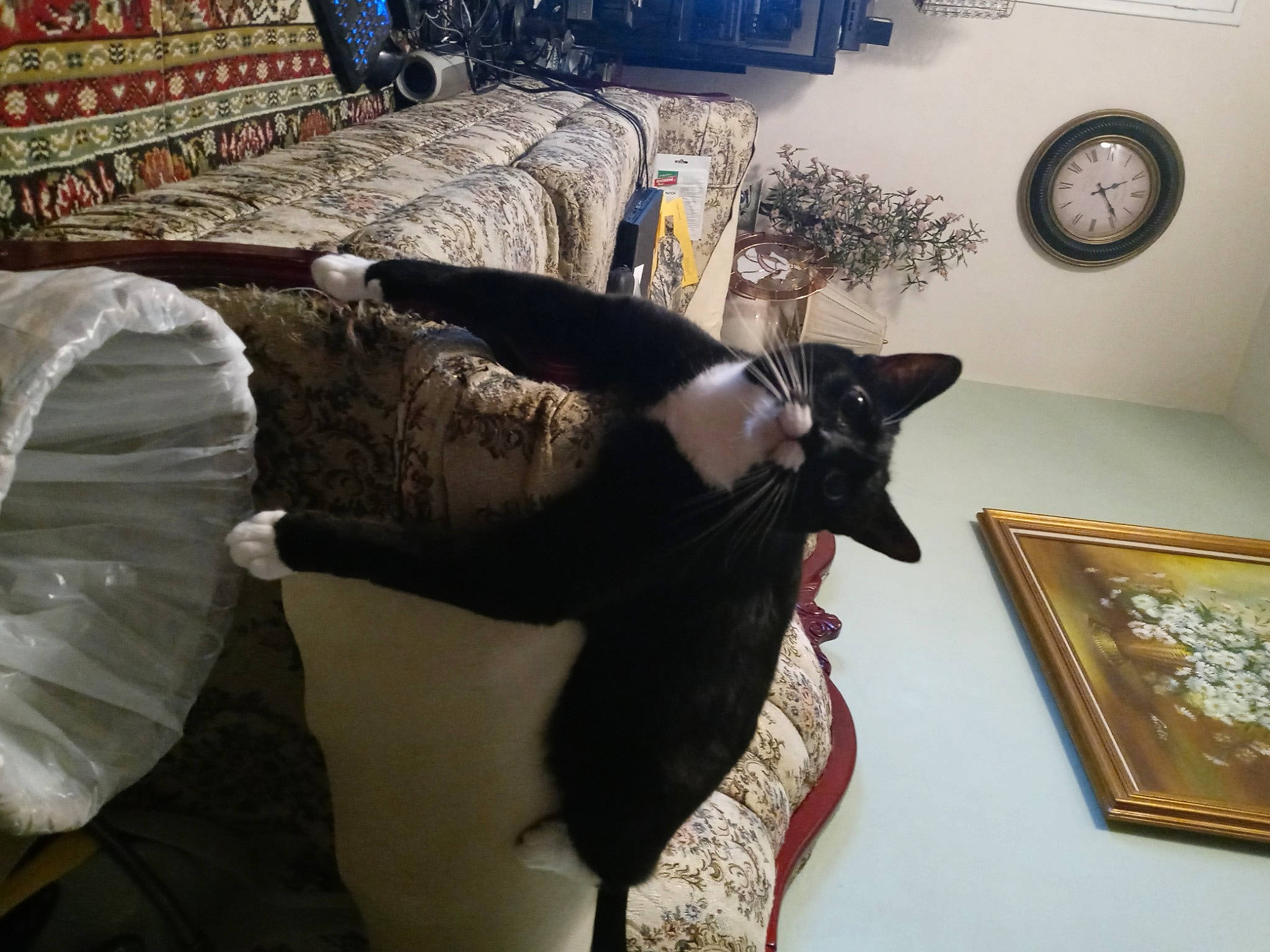 Bosco joined the competition — help win amazing prizes! black, clock, comfort, couch, domestic_short_haired_cat, event, felidae, flooring, fur, guard_dog, home_accessories, linens, picture_frame, room, shelf, small_to_medium_sized_cats, tail, visual_arts, whiskers