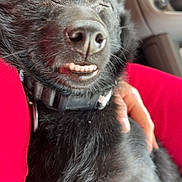 Titine participe au concours pour gagner de l'argent avec cette photo : accessories, animal, bodypart, canine, chihuahua, cockerspaniel, couch, cushion, dog, furniture, homedecor, husky, labradorretriever, machine, mouth, person, pet, puppy, spoke, terrier