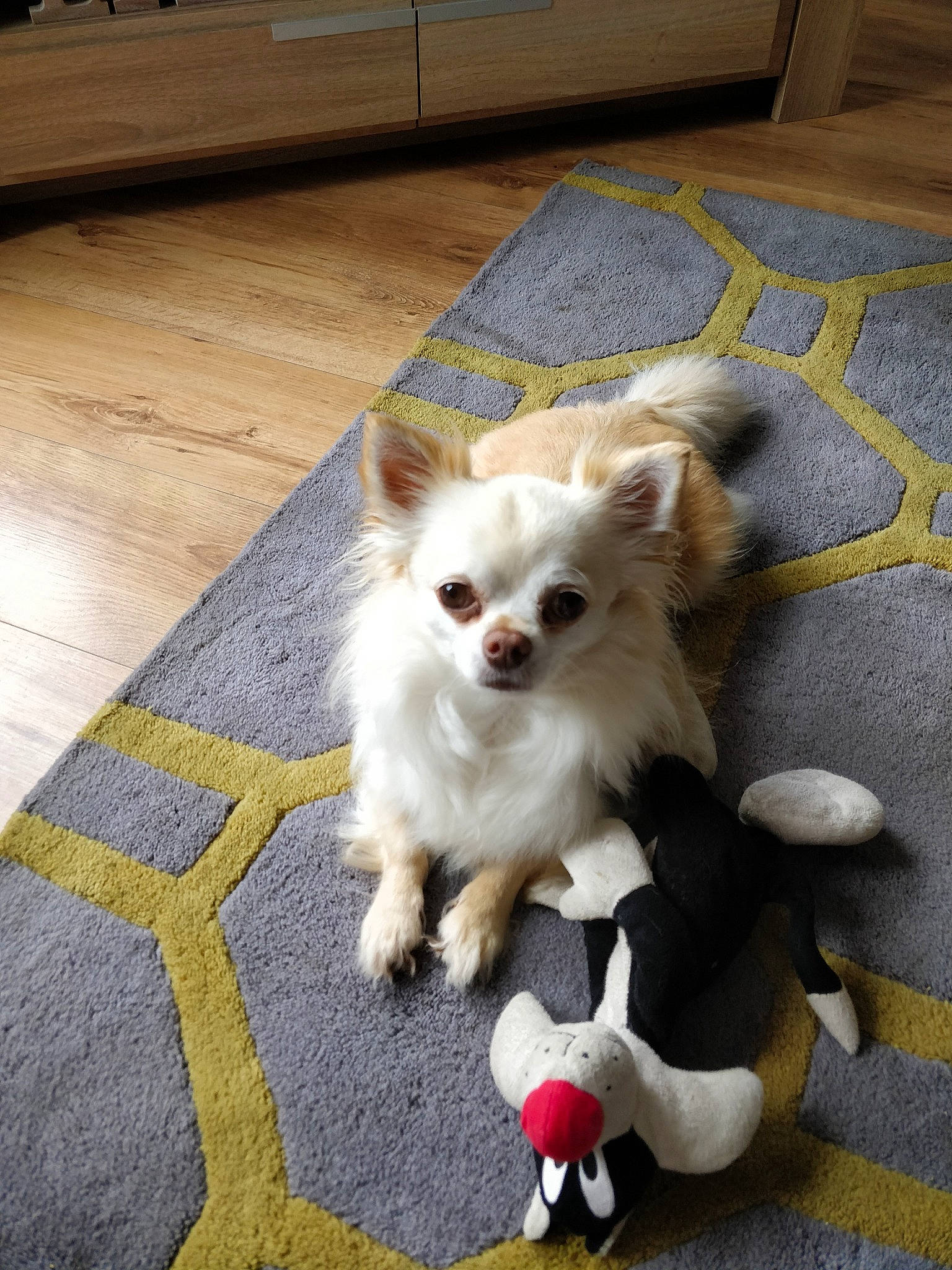 Kujo is registered to the contest to win money with this photo: canidae, carnivore, chihuahua, companion_dog, corgi_chihuahua, dog, dog_breed, fawn, mammal, pomeranian, puppy, small_greek_domestic_dog, snout, tail, toy_dog, vertebrate, volpino_italiano, whiskers