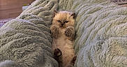 Winston is registered to the contest to win money with this photo: kitten, cat, fluffy, sleeping, lying_down, back, paws, whiskers, fur, cute, pet, blanket, bed, bedroom, indoor, cozy, portrait, brown, cream, adorable